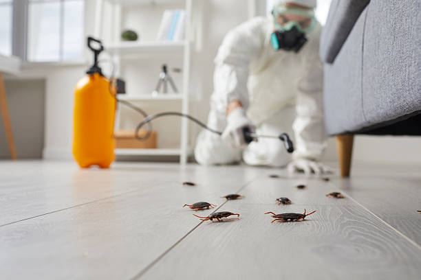 Commercial Kitchen Cockroach Control in Ballinger